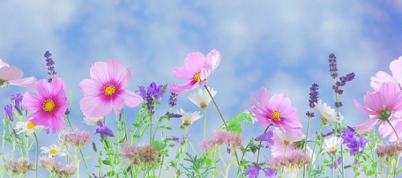 Närbild på rosa och lila blommor.